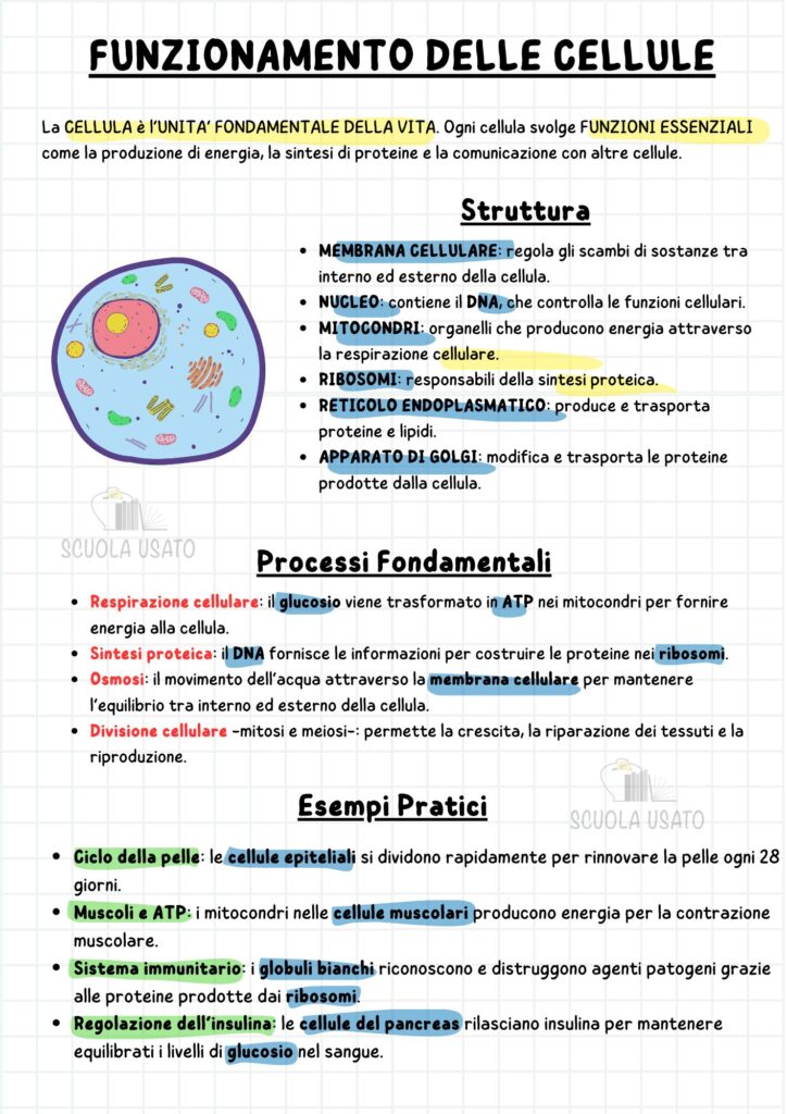 Appunti di scienze con uso corretto degli evidenziatori